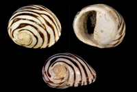 Neritina mutinensis
